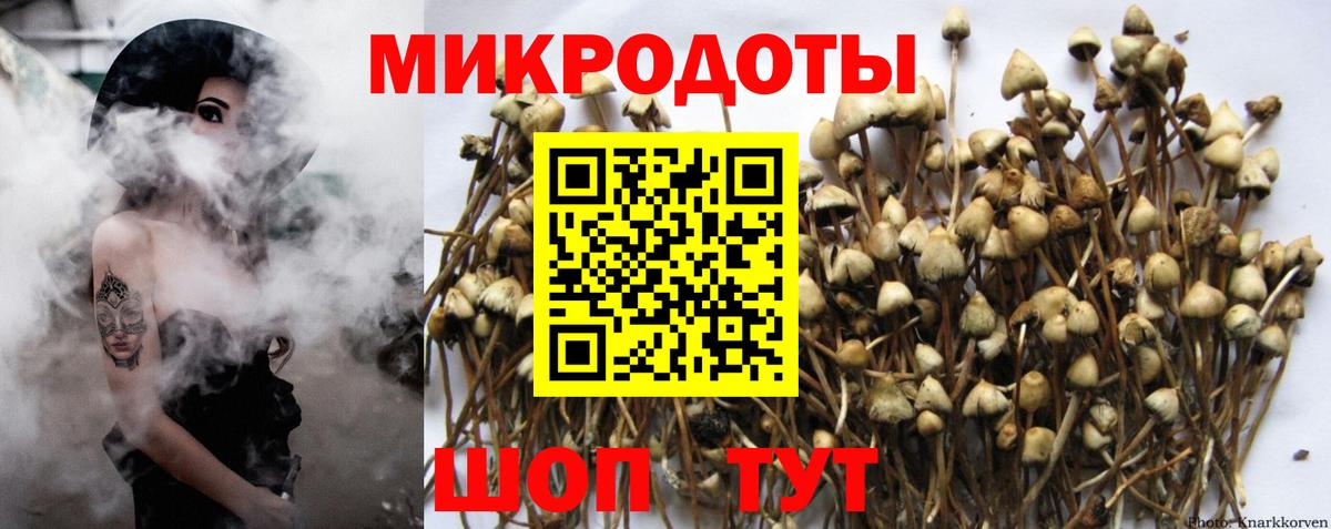 Псилоцибиновые грибы Psilocybine cubensis Вольск